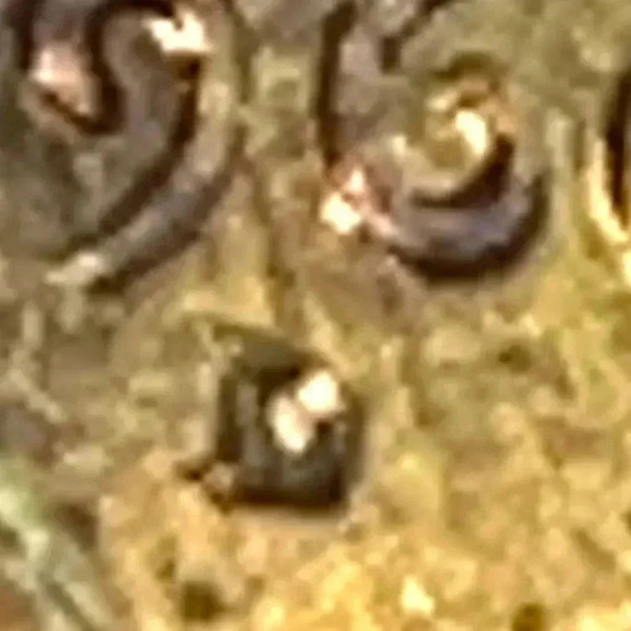 1960 D/D Large Date/Small Date Variety! Rainbow Toned -very scarce - Picture 4 of 5